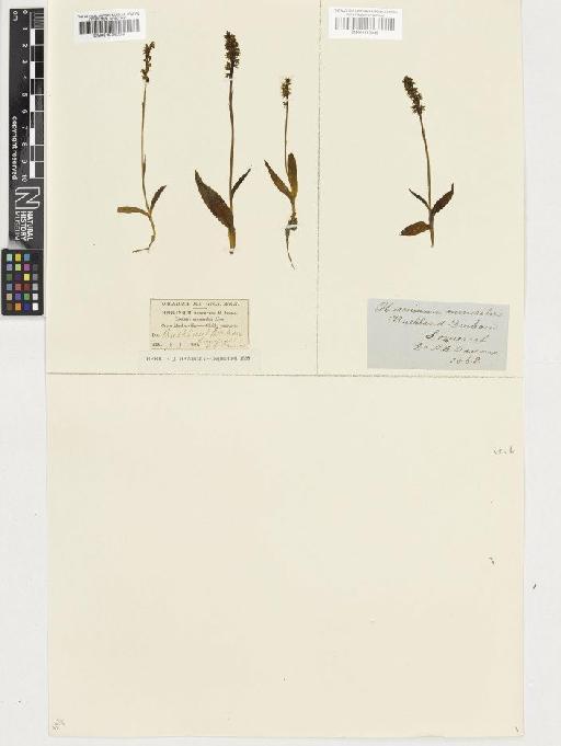 Herminium monorchis (L.) R.Br. - BM001036003