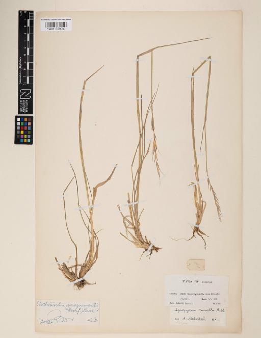 Elymus russellii (Melderis) Cope - 011029530