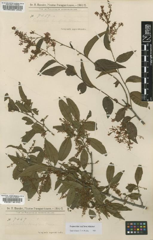 Ruprechtia laxiflora Meisn - BM000591146
