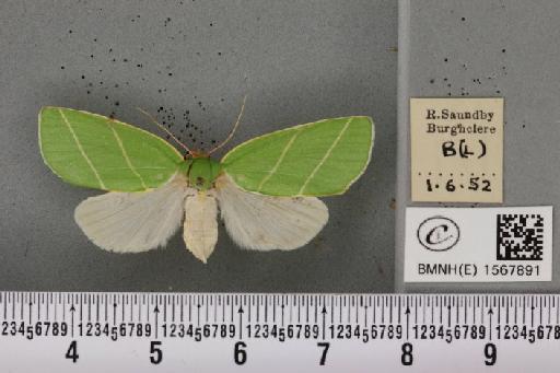 Bena bicolorana (Fuessly, 1775) - BMNHE_1567891_293335