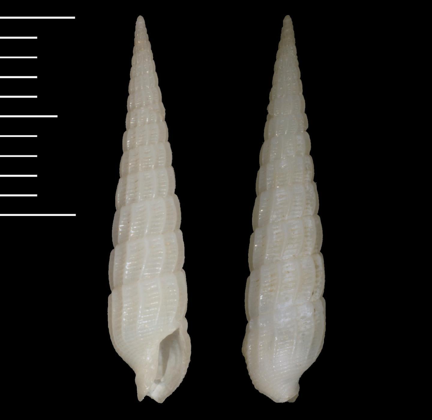 To NHMUK collection (Terebra (Myurella) fijiensis Smith, 1873; LECTOTYPE; NHMUK:ecatalogue:5755965)