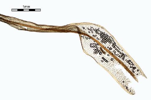 Syrrhopodon leprieurii Mont. - Syrrhopodon iridans_BM000663918wholeleafb