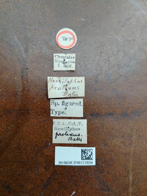 Hemilophus prolixus Bates, 1872 - Hemilophus prolixus HT labels