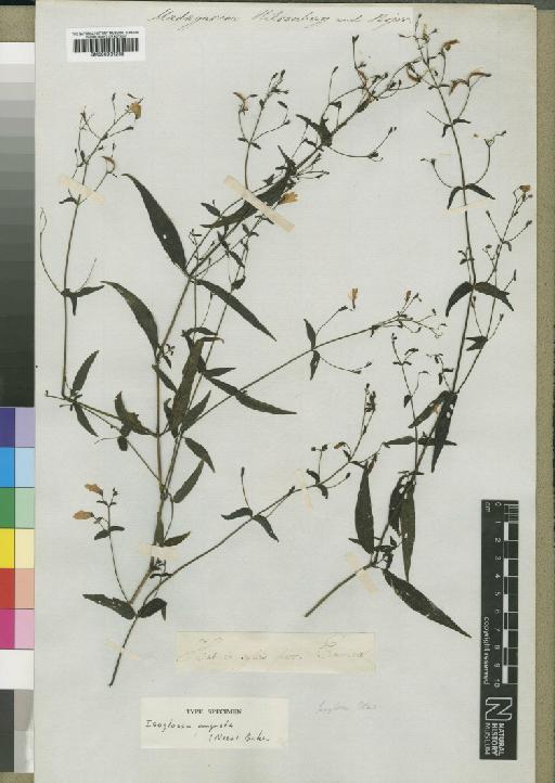 Isoglossa angusta Benth. & Hook.f. - BM000931238