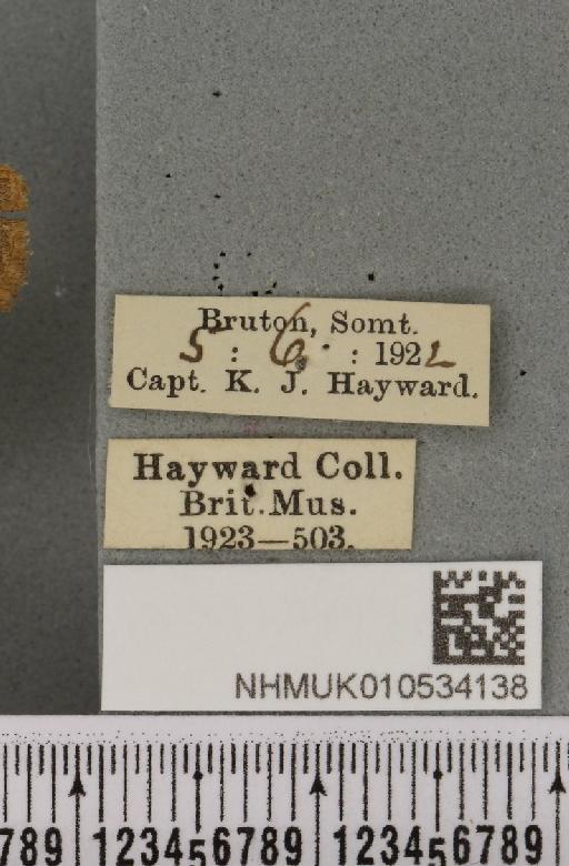 Charanyca trigrammica (Hufnagel, 1766) - NHMUK_010534138_label_587988