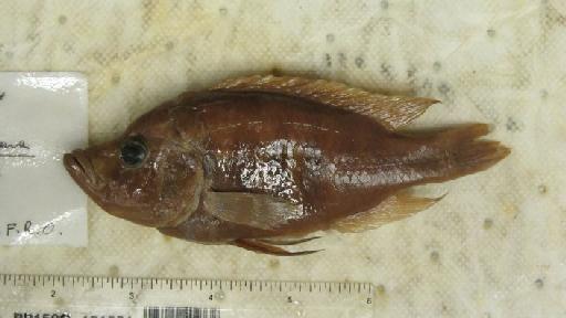 Haplochromis parorthostoma Greenwood, 1967 - BMNH 1966.2.21.4, HOLOTYPE, Haplochromis parorthostoma b