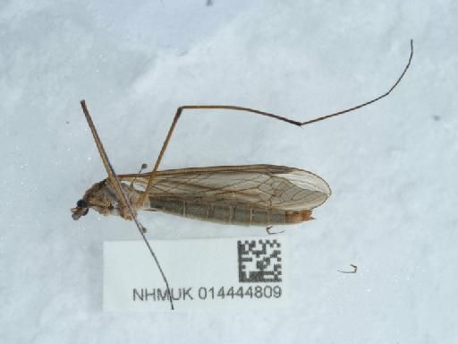 Tipula (Tipula) oleracea Linnaeus, 1758 - 014444809_5