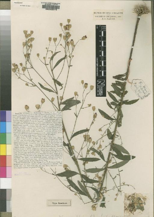 Vernonia rhodesiana Moore - BM000629479