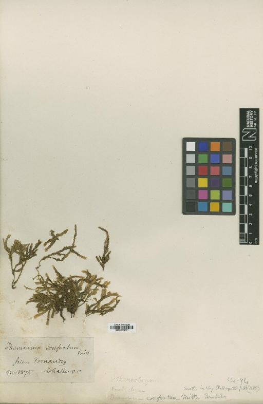 Thamnobryum confertum (Mitt.) H.Rob. - BM001108301