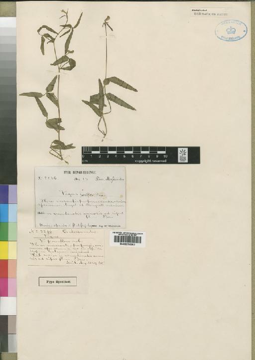 Vigna oblongifolia var. parviflora (Welw. ex Baker) Verdc. - BM000795903