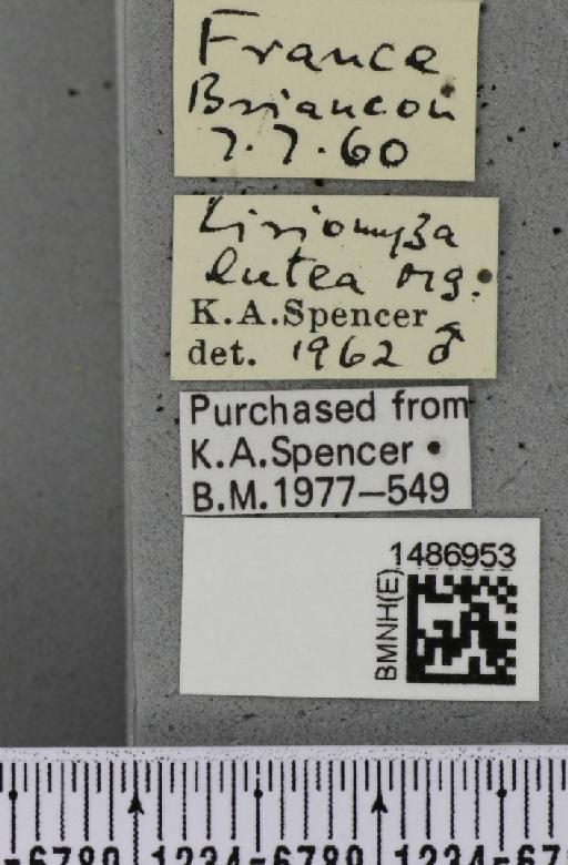 Liriomyza lutea (Meigen, 1830) - BMNHE_1486953_label_50556