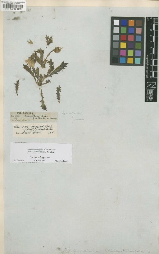 Launaea angustifolia subsp. arabica (Boiss) Kilian - BM000517089