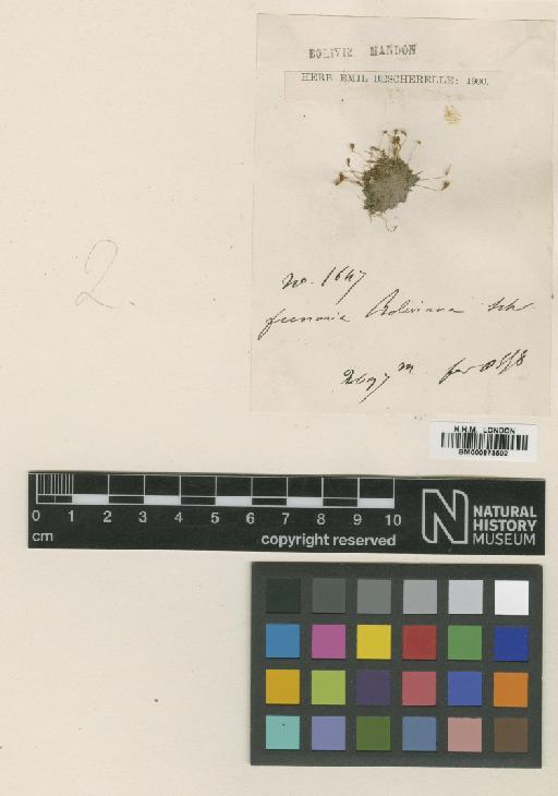 Entosthodon laevis (Mitt.) Fife - BM000873502_a