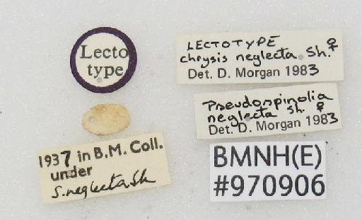 Chrysis neglecta Shuckard, 1836 - Chrysis_neglecta-BMNH(E)#970906_lectotype-labels