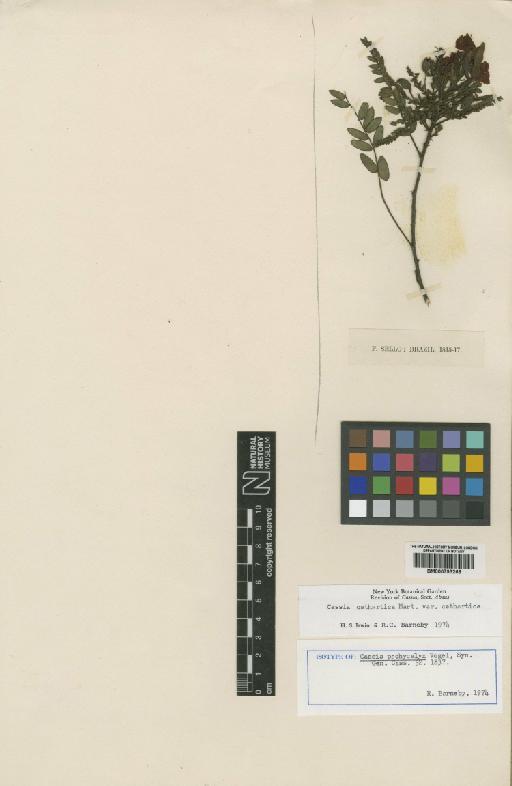 Chamaecrista cathartica var. cathartica (Mart.) H.S.Irwin & Barneby - BM000793268