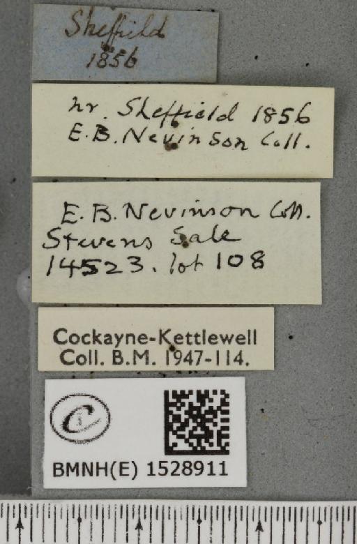 Phyllodesma ilicifolia ab. rufescens Tutt, 1902 - BMNHE_1528911_label_198272