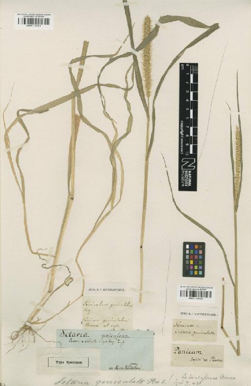 Setaria glauca (L.) P.Beauv. - BM001134224