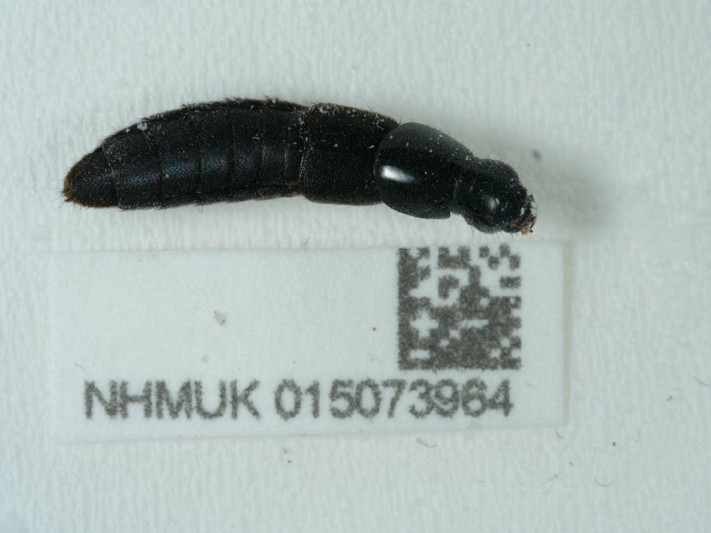 Quedius curtipennis thumbnail
