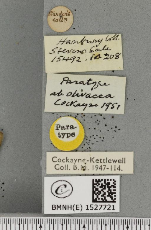 Malacosoma castrensis ab. olivacea Cockayne, 1951 - BMNHE_1527721_label_199371