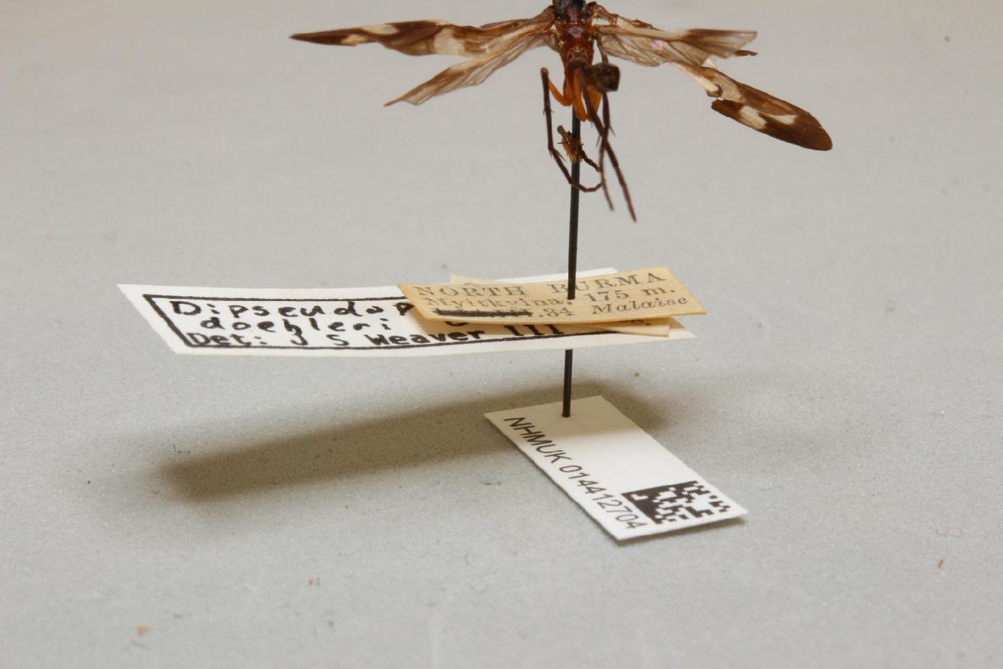 Dipseudopsis doehleri
