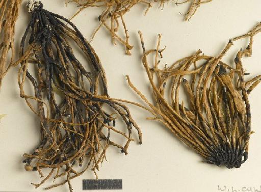 Ramalina siliquosa (Huds.) A.L.Sm. - BM000975885_a