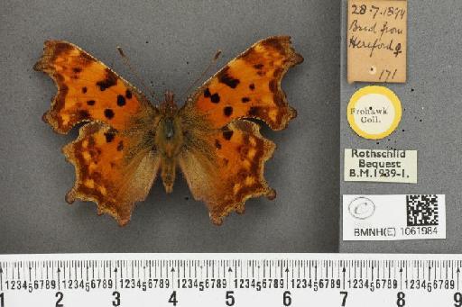 Polygonia c-album ab. dilutus Frohawk, 1938 - BMNHE_1061984_22774