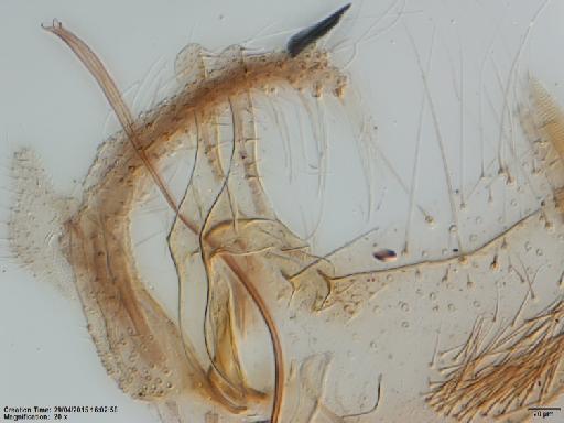 Lutzomyia (Trichophoromyia) ubiquitalis Mangabeira, 1942 - Lutzomyia_ubiquitalis-BMNH(E)1722084_PT-male_paramere-20x.tif