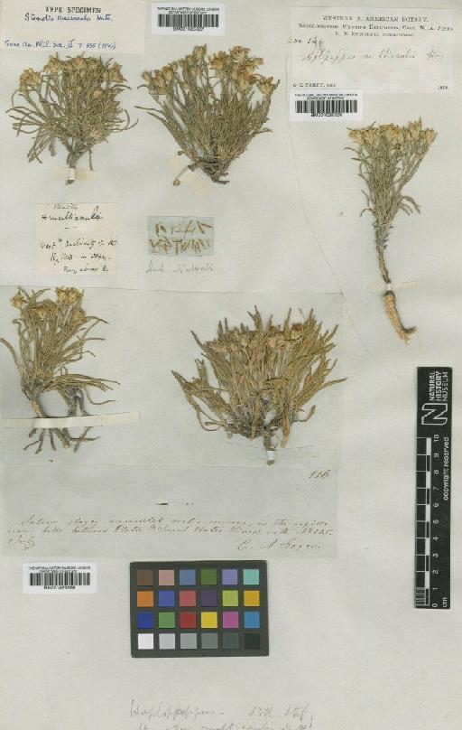 Haplopappus multicaulis (Nutt.) A.Gray - BM001025327