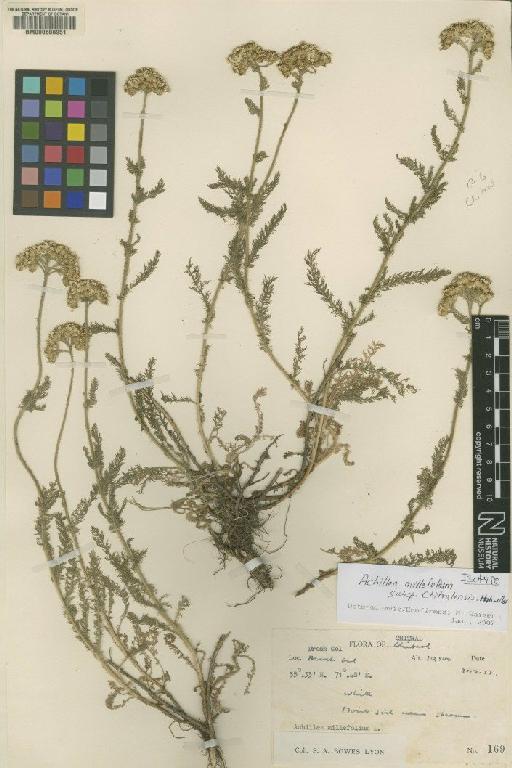 Achillea millefolium subsp. chitralensis -Mor - BM000608951