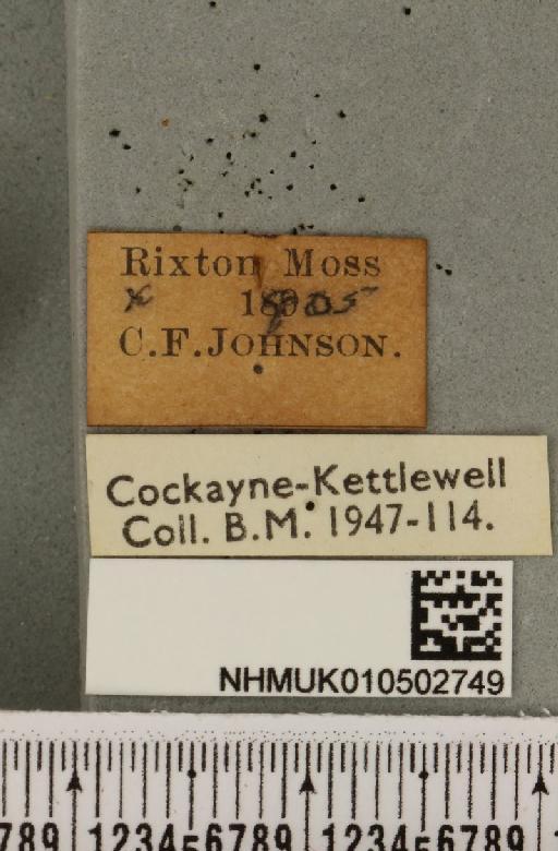 Acronicta leporina ab. grisea Cochrane, 1906 - NHMUK_010502749_label_560798