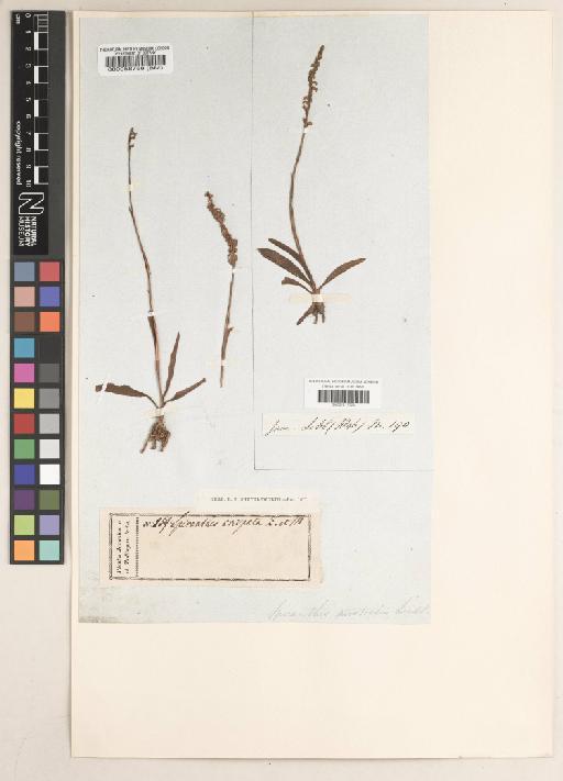 Spiranthes sinensis (Pers.) Ames - BM001217723
