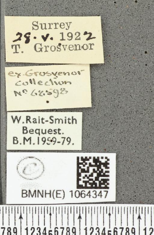 Coenonympha pamphilus ab. antiparvipuncta Leeds, 1950 - BMNHE_1064347_label_25420