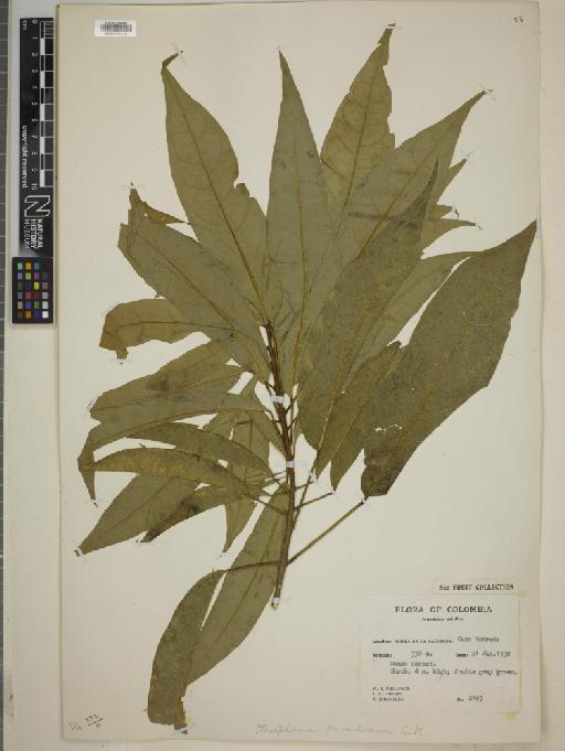 Steriphoma paradoxum Jacq. & Endl. - BM010775540