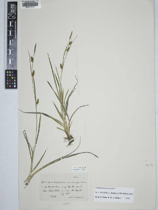 Carex demissa Hornem. × C. hostiana DC. - BM000790785 C