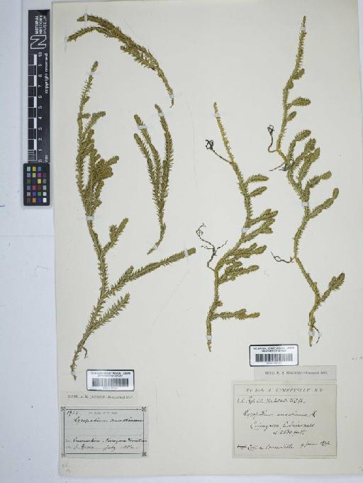 Lycopodium annotinum L. - BM001184423