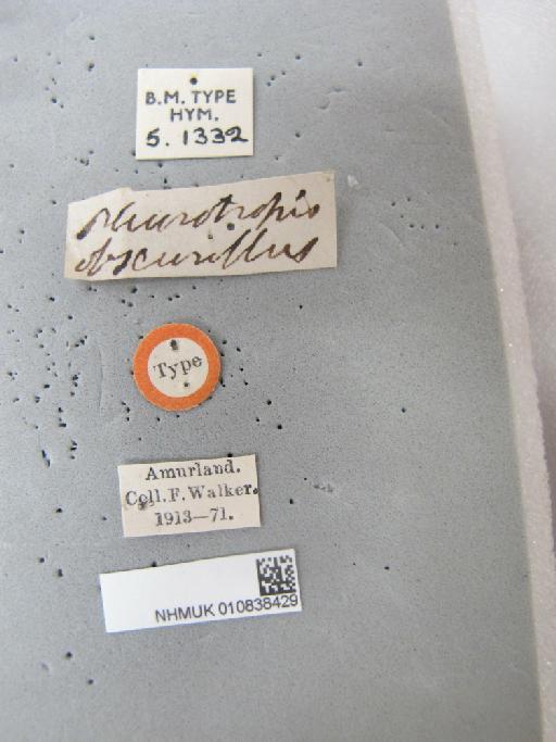 Pleurotropis obscurella Walker, 1874 - 010838429_Labels