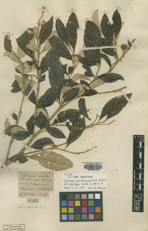 Solanum swartzianum Roem. & Schult. - BM000617833