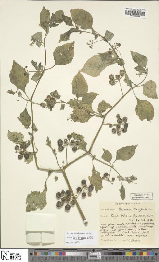 Solanum scabrum Mill - BM000942895