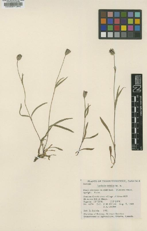 Lychnis debilis Boivin - BM000582974