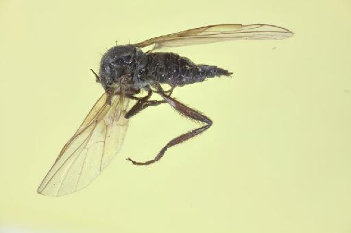 Rhamphomyia caeca Collin, 1933 - NHMUK013700195_Rhamphomyia_caeca_ST_wholebody_lateral.jpg