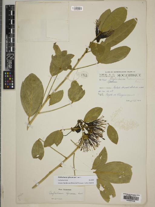 Thilachium africanum Lour. - BM000802399