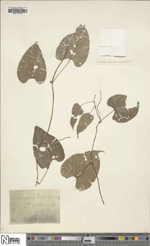 Dioscorea bulbifera L. - BM001049283