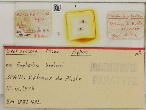 Aphis (Pergandeida) brotericola Mier Durante, 1978 - 014227765_112531_1093099_157674_Type
