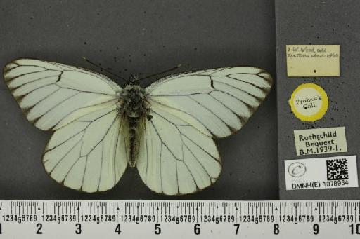Aporia crataegi (Linnaeus, 1758) - BMNHE_1078934_69974