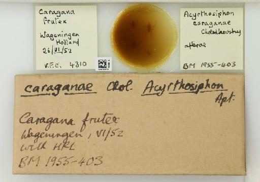 Acyrthosiphon caraganae occidentale Hille Ris Lambers, 1947 - 014762976_112427_1092599_157698_NoStatus
