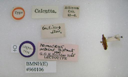 Primierus indicus Distant, 1901 - Primierus indicus-BMNH(E)960106-Lectotype female labels