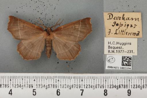 Selenia dentaria (Fabricius, 1775) - BMNHE_1882194_447644