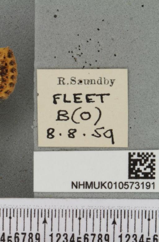 Conistra rubiginea (Denis & Schiffermüller, 1775) - NHMUK_010573191_label_630919