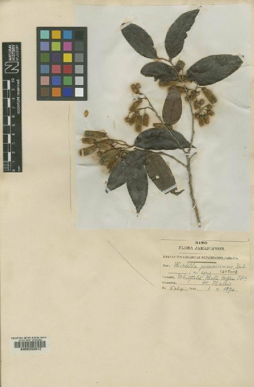 Hirtella triandra subsp. triandra - BM000602416