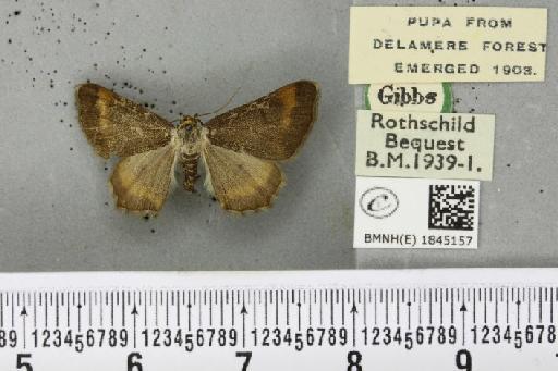 Macaria liturata ab. nigrofulvata Collins, 1905 - BMNHE_1845157_421591